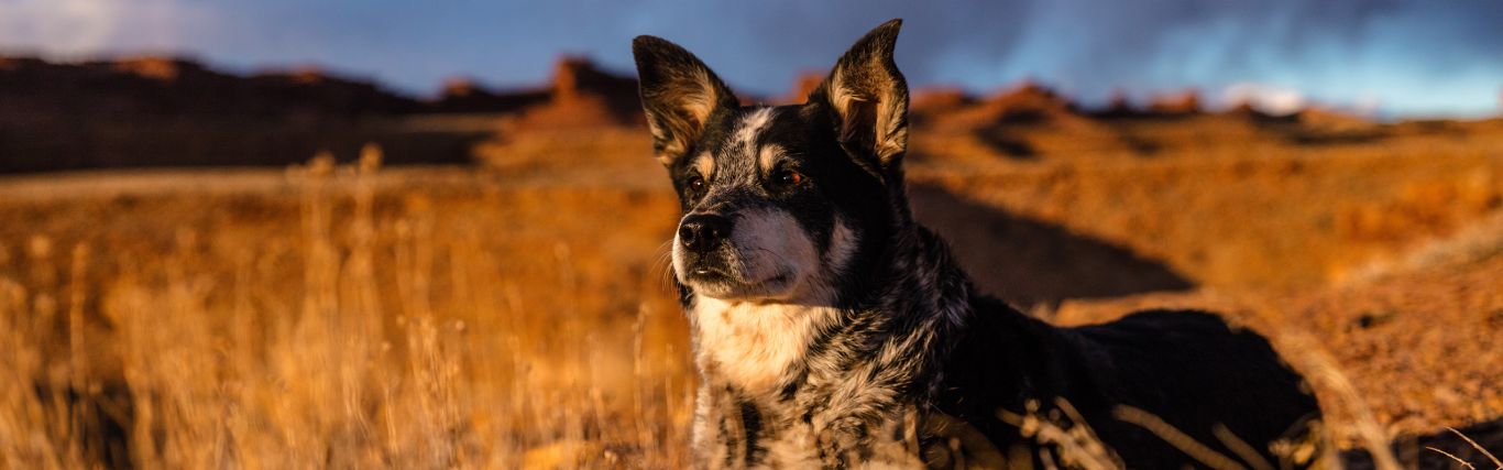 Willkommen auf Air 4 Animals